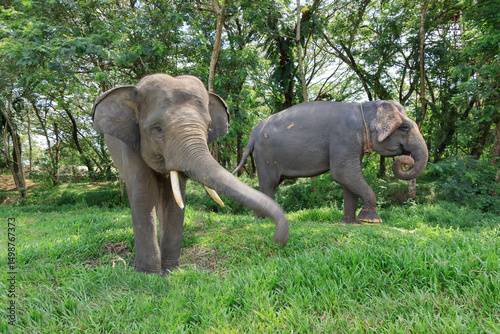 Fotografi Sumatran elephant (Elephas maximus sumatranus) in Way Kambas National Park Lampu