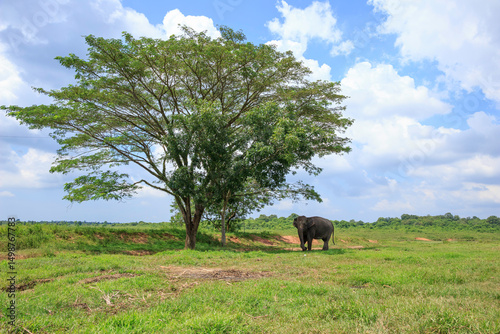 wide view of savanna with Sumatran elephant (Elephas maximus sumatranus) in Way Kambas National Park Lampung Indonesia