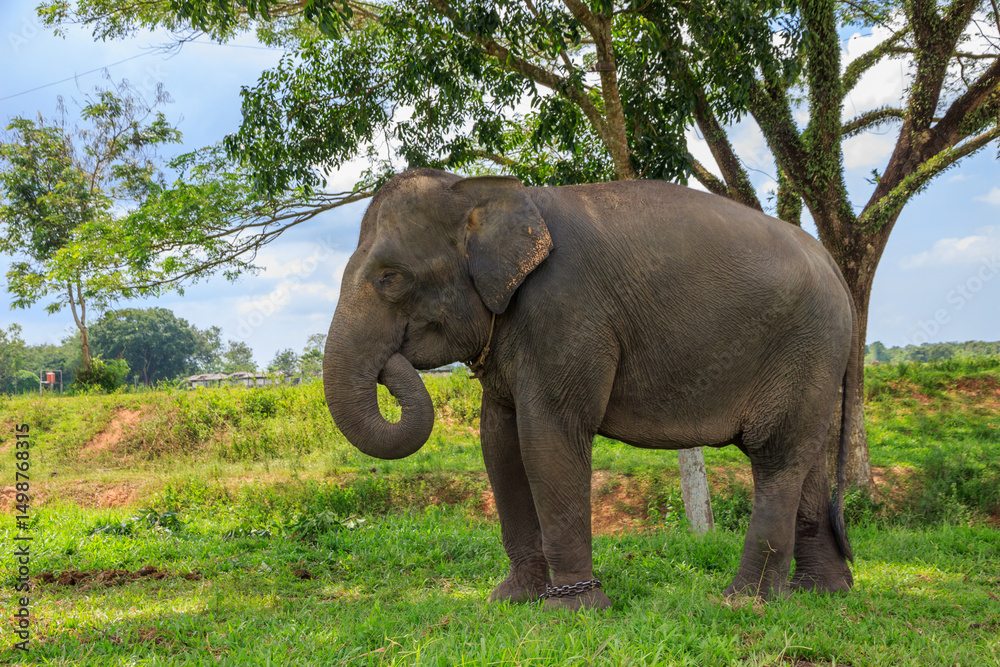Fototapeta premium Sumatran elephant (Elephas maximus sumatranus) eating grass in Way Kambas National Park Lampung Indonesia