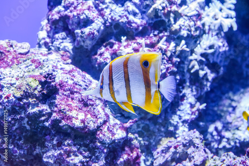 Colorful copperband butterflyfish swimming near corals in a tropical aquarium. Vibrant marine life and exotic fish species in clear blue water photo