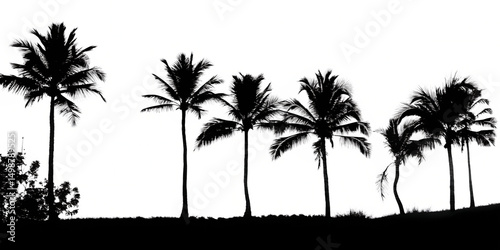 Silhouetted palm trees at sunset isolated on a white background