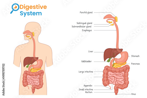 Illustrated Digestive System Showing All Labeled Organs in Human Body