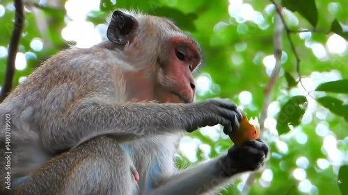 Long-tailed Macaque Resourceful Foraging in its Natural Habitat