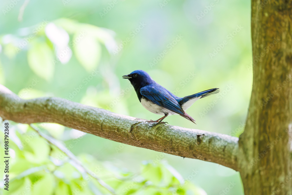 Naklejka premium 新緑の中、大きく美しい声でさえずる美しいオオルリ（ヒタキ科） 新緑が美しい渓谷。 神奈川県清川村、早戸川林道-2025年 