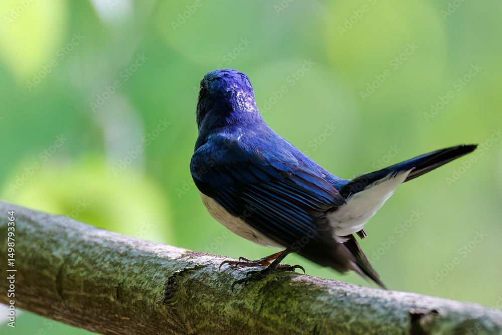 Naklejka premium 新緑の中、大きく美しい声でさえずる美しいオオルリ（ヒタキ科） 新緑が美しい渓谷。 神奈川県清川村、早戸川林道-2025年 