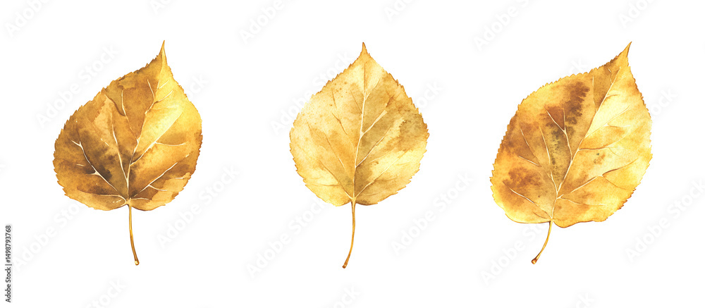 Fototapeta premium Watercolor golden autumn leaves illustration isolated on transparent background