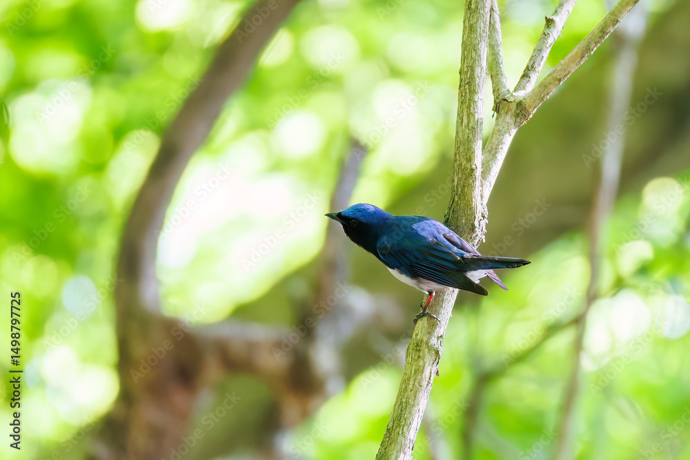 Obraz premium 新緑の中、大きく美しい声でさえずる美しいオオルリ（ヒタキ科） 新緑が美しい渓谷。 神奈川県清川村、早戸川林道-2025年 
