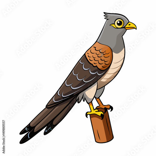 Cuckoo Bird Perched On White