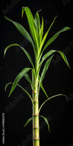 Fresh sugarcane stalk with lush green leaves isolated on black background, ideal for agriculture, food industry, or tropical organic themes.