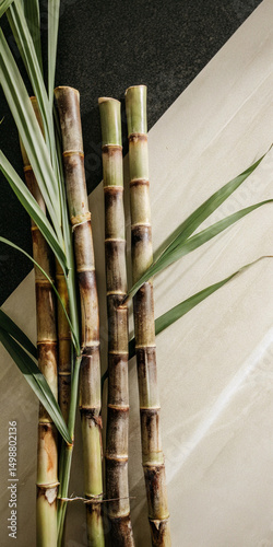 Fresh sugarcane stalk with lush green leaves isolated on black background, ideal for agriculture, food industry, or tropical organic themes. photo