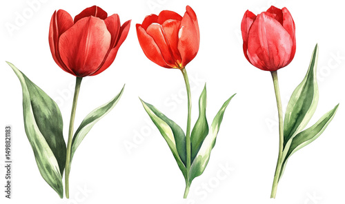 Wallpaper Mural PNG Vibrant watercolor red tulips, element set on transparent background Torontodigital.ca
