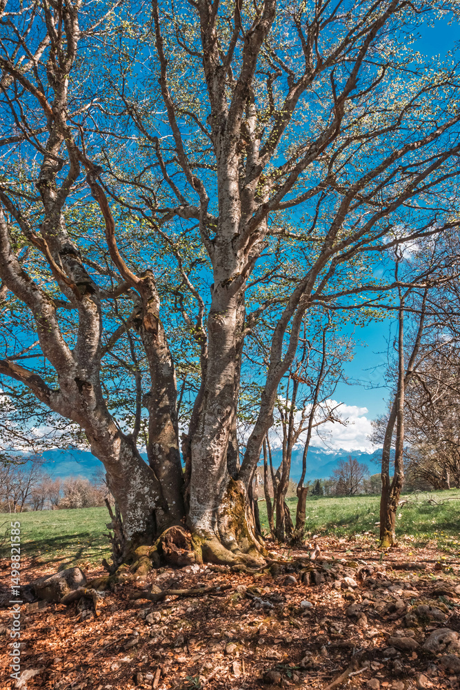 Fototapeta premium Prairie naturelle au sommet du Salève, couverte d’herbe verte et de fleurs sauvages, avec vue sur les montagnes et le bassin genevois. Scène paisible de montagne baignée de lumière printanière.