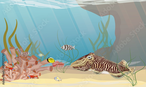 A common cuttlefish swims near the sea bottom with algae and corals. Realistic vector landscape