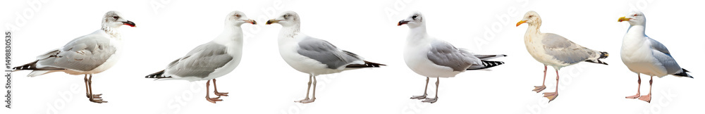 Obraz premium PNG Seagulls standing in line, element set on transparent background