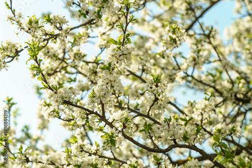White spring flowers on a blooming tree branch with small blossoms and vibrant blue sky. Nature background for seasonal design.