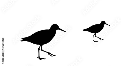 Fotografija A minimalist and elegant vector design of a sandpiper silhouette