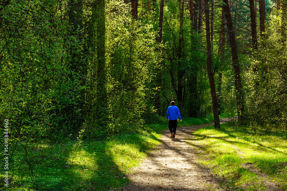 Obraz premium Man walking on a sunlit dirt path in a green forest. Summer forest scenery for nature background or outdoor activity concept.