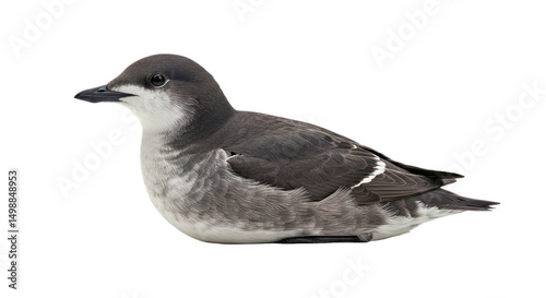 Elegant Ancient Murrelet: Breeding Plumage, Side Profile, Isolated on White photo