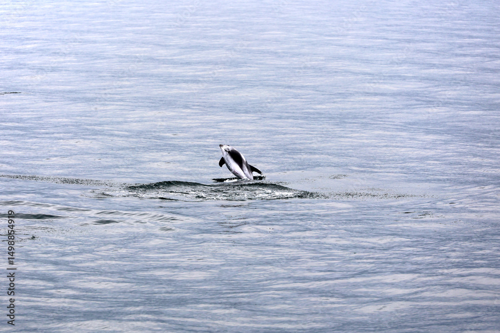 Fototapeta premium Dolphin jumping in the waters of Iceland
