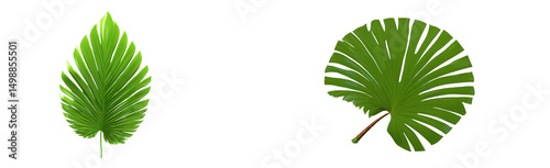 Coconut or sugar palm leaf set, featuring detailed natural patterns, perfect for tropical-themed designs, eco-friendly branding, and illustrations with a transparent background.

