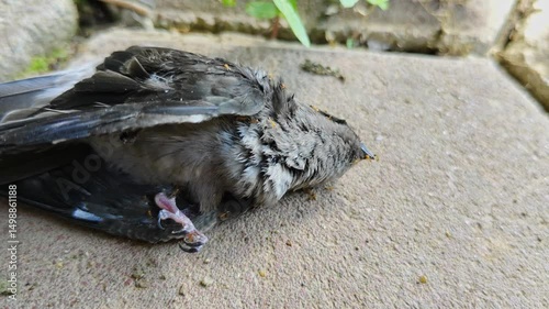 close-up scene of a small dead bird on a textured brick surface with small red ants surrounding the bird carcass.