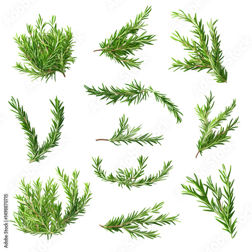 Neatly arranged sprigs of fresh rosemary, isolated, soft diffused natural light, top-down view, transparent background.