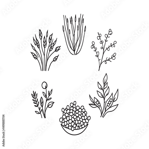 buckwheat and soybeans botanical sketch style vector art design