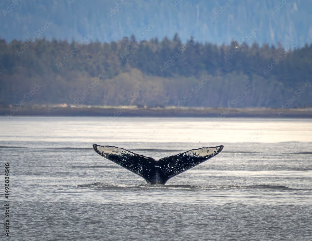 Fototapeta premium Humpback Whale Tail