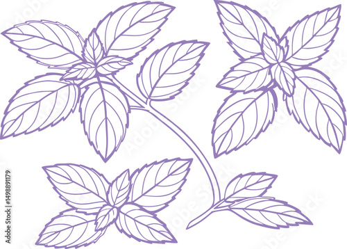 Purple outline mint leaf botanical drawing with detailed veins, elegant floral line art illustration perfect for herbal packaging, natural patterns, and organic design elements.