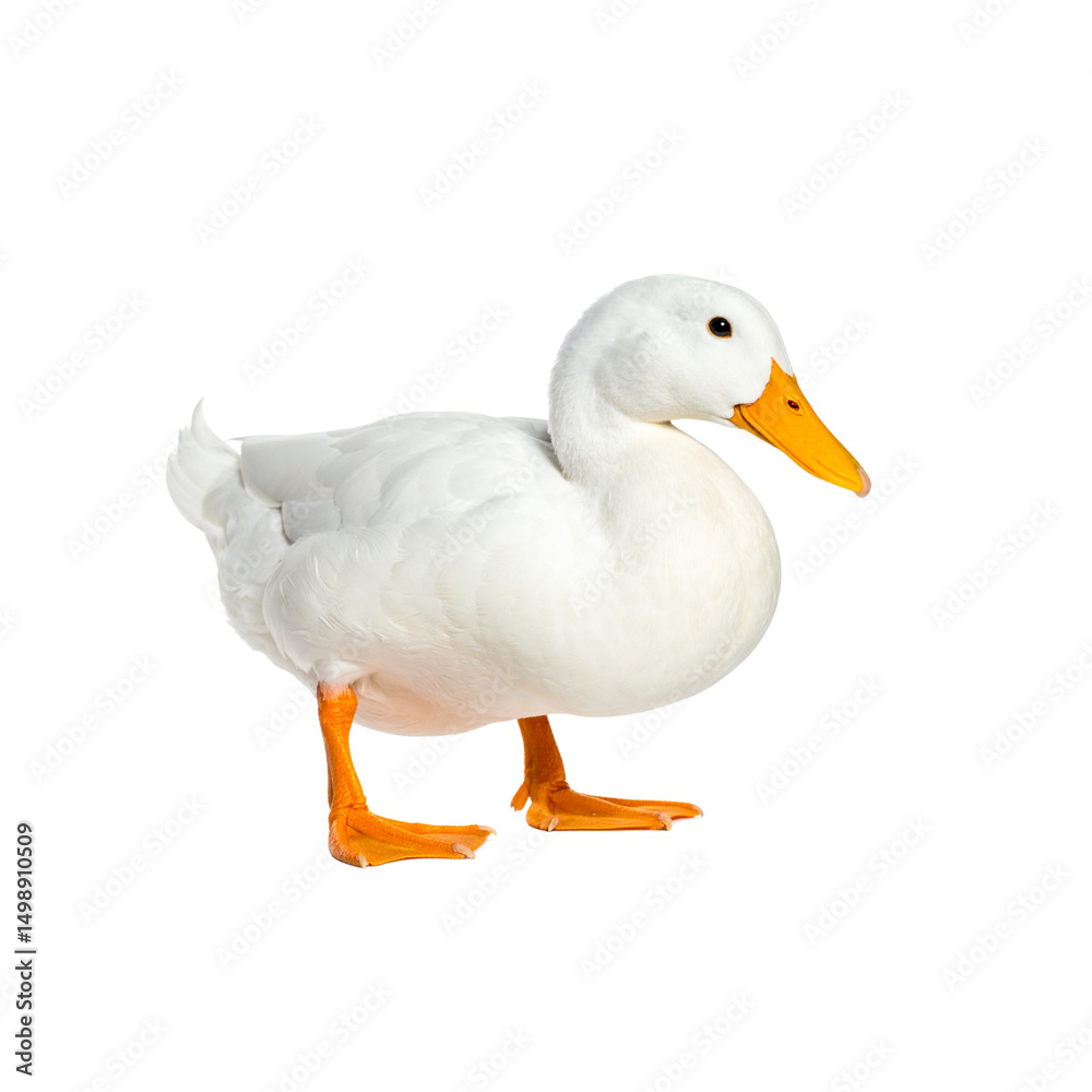 white duck isolated on white white duck isolated on white