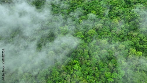 Misty forest aerial by drone highlights sustainable trees and carbon storage, showcasing natural ecosystems’ vital role in combating climate change and extreme weather impacts.
