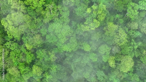 Aerial drone view of dense forest shrouded in fog, highlighting sustainable trees and nature’s role in carbon capture amidst extreme weather impacts and climate resilience.
