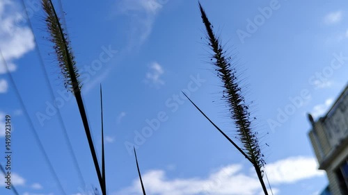 It's a beautiful sight that features an expanse of tall grass illuminated by a clear daytime sky.
