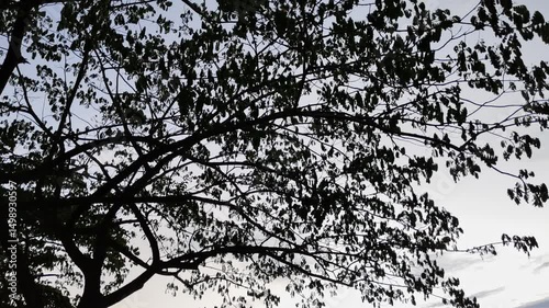 Tree branches in silhouette create a mesmerizing pattern against the soft hues of a sunset sky, invoking feelings of tranquility and natural beauty.