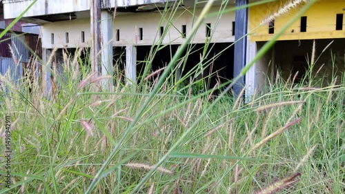 Overgrown grass surrounds an abandoned building, showcasing natural reclamation and urban decay.