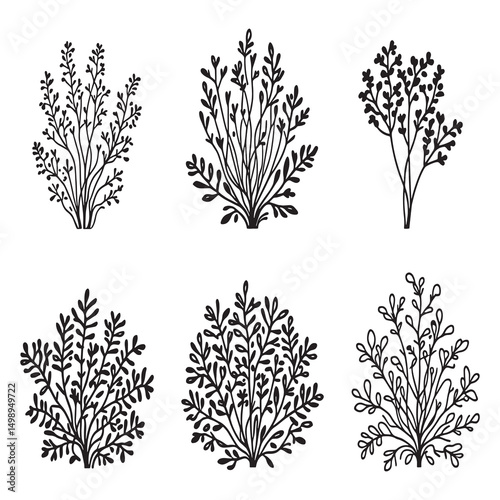 Hand drawn Azolla floating fern vector outline artwork