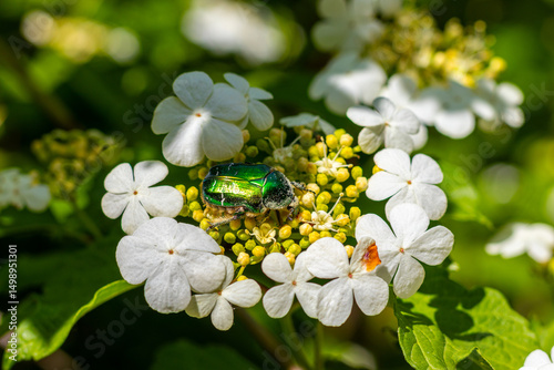 Close-up view of bright green bug resting on guelder rose blossom branch