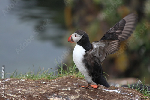 Atlantische papegaaiduiker in IJsland photo