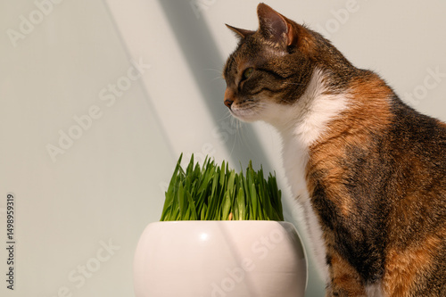 Fényképezés Ginger tabby domestic cat sitting next to a bowl of oat sprouts, feline digestiv