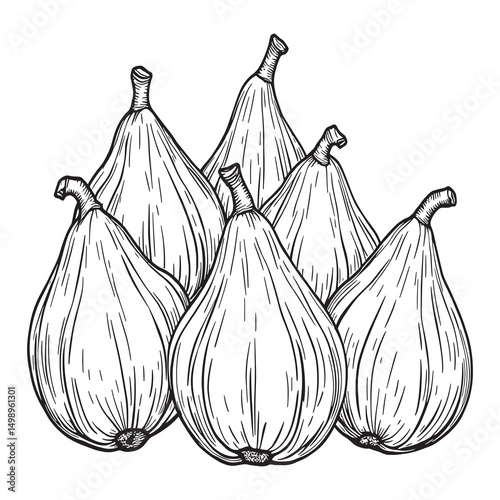 Hand drawn fig fruit in elegant line illustration