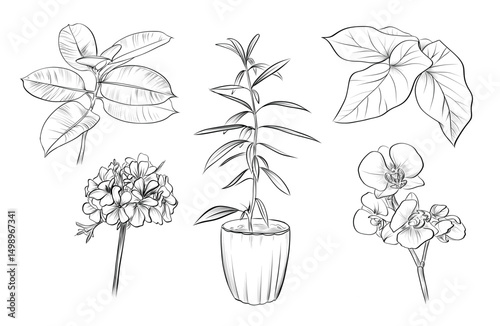 Various potted blooming flowers illustration vector