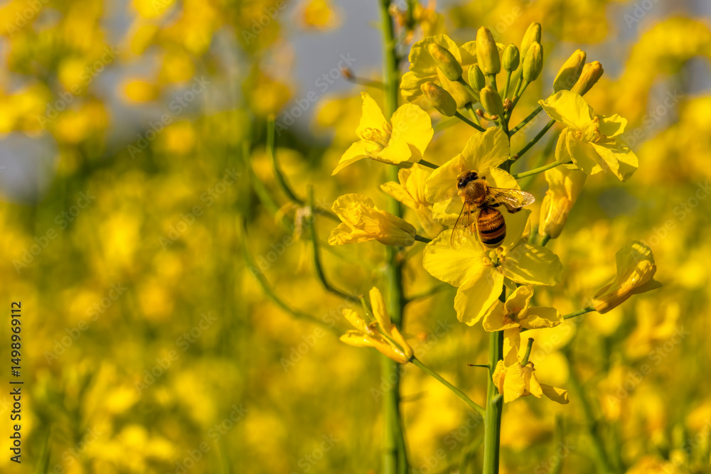 Fototapeta premium ape su fiori di colza