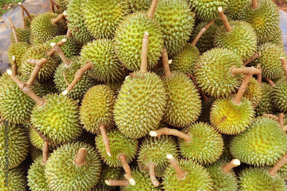 Top view of durian fruit on the floor Top view of durian fruit on the floor