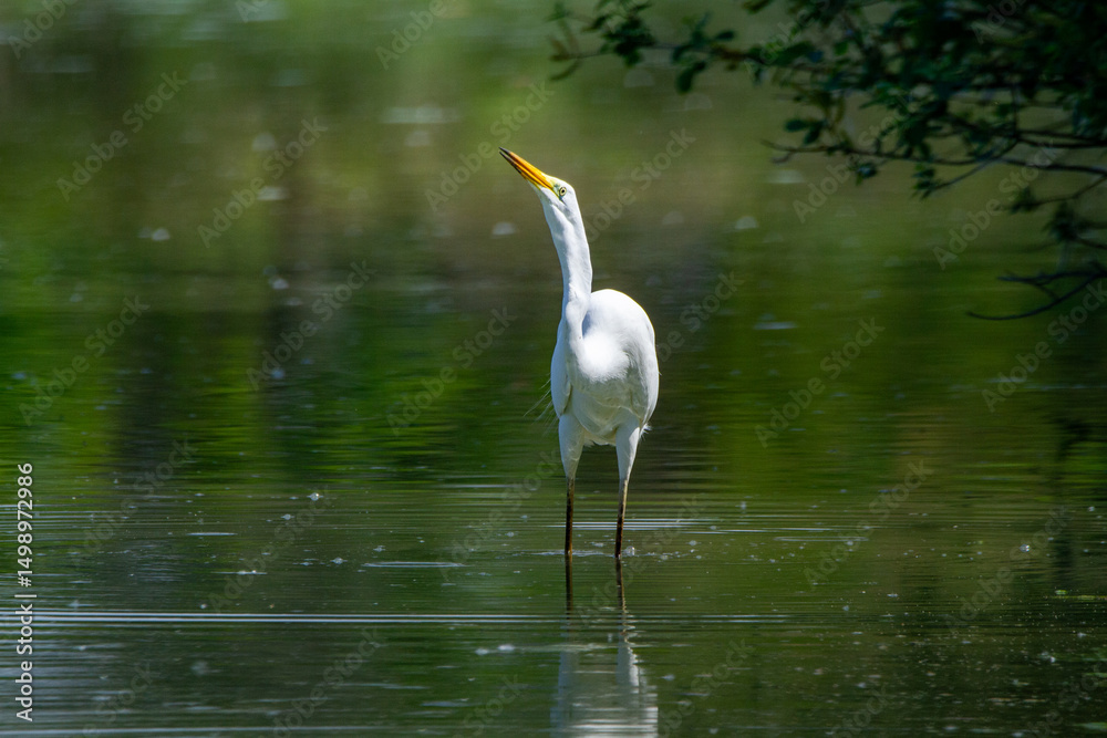 Naklejka premium heron marsh bird fishing fish or amphibians in marshes lakes and rivers in europe