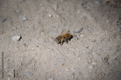 A close up shot of a Africanized bee photo