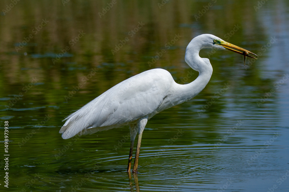 Naklejka premium heron marsh bird fishing fish or amphibians in marshes lakes and rivers in europe
