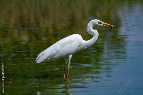 heron marsh bird fishing fish or amphibians in marshes lakes and rivers in europe