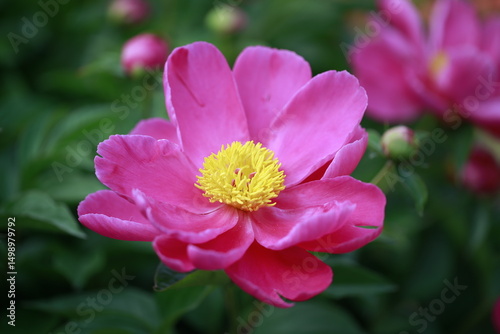 Pink blooming peony, outside shooting