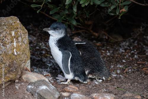 Two little blue penguins (or fairy penguins) hugging at dusk outside their burrows, under trees. Moulting season of the birds in automn. Cute wildlife moment in lilico beach, Tasmania, Australia.