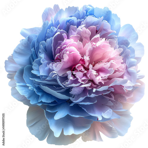 Carnation Flower Bloom Botanical Plant Nature Garden Petals Spring Transparent Background